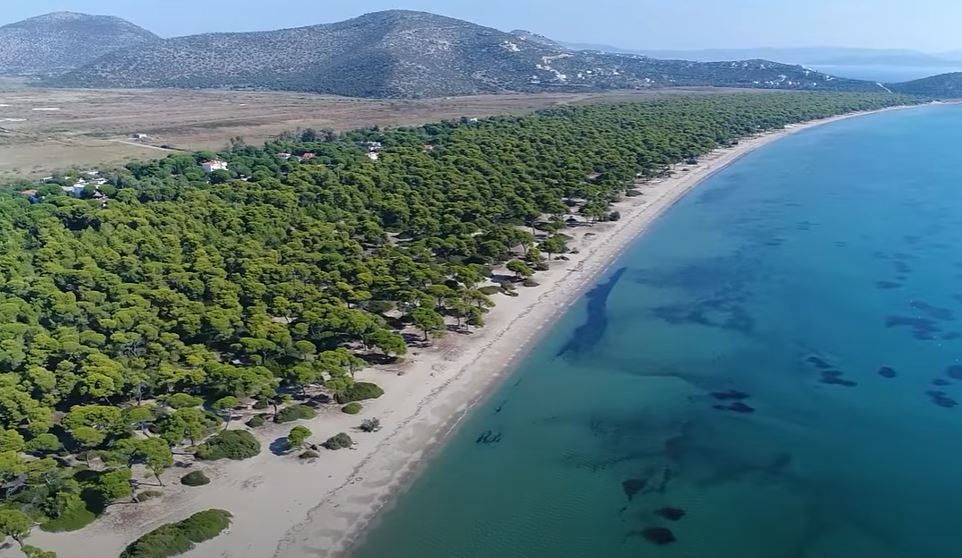 ΠΡΟΚΗΡΥΞΗ ΜΑΡΑΘΩΝΙΑ 2024-Σχινιάς Μαραθώνα 28 Ιανουαρίου 2024